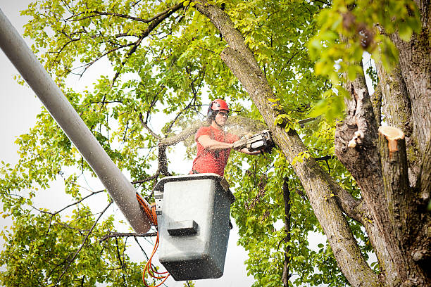 Best Tree Removal Cost  in Santa Teresa, NM